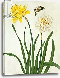 Постер Коньерс Джон (бот) Narcissi and Butterfly