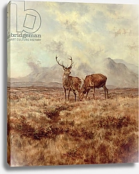 Постер Скотт Болтон (совр) Red Stags, Ben Buie, 1982