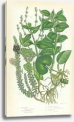 Постер Asababacca, Black Crowberry, Perennial Mercury, Annual