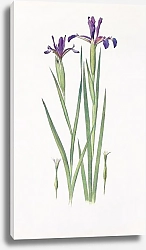 Постер Iris Sintenisii and Iris spuria