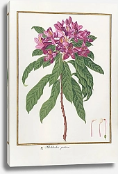 Постер Rhododendron ponticum
