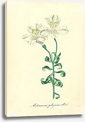 Постер Alstroemeria Pelegrina Alba 1