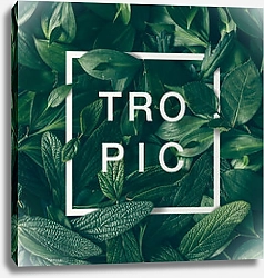 Постер Тропические листья 4