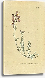 Постер Curtis Ботаника №19 1