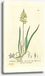 Постер Narthecium odsifragum. Lancashire Bog-Asphodel 1