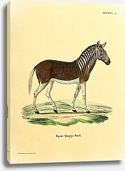 Постер Зебра Equus Quagga