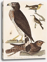 Постер Птицы Америки Уилсона 55