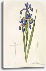 Постер Iris spuria L