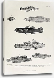 Постер Gobius caninus, Gobiodon reticulatus, Eleotris wardii, Eleotris soaresi, Eleotris microlepis, Salari