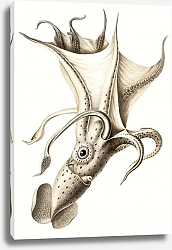 Постер Histioteuthis ruppellii, иллюстрация кальмара