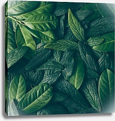 Постер Сочные зеленые свежие листья 