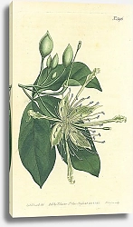 Постер Curtis Ботаника №45 1