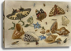 Постер Кессель Ян Бабочки, ракушки и насекомые
