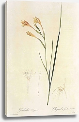 Постер Gladiolus angustus L