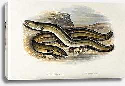 Постер Sharp-nosed Eel, Broad-nosed Eel