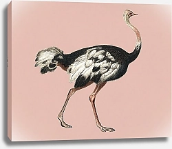 Постер Обыкновенный страус
