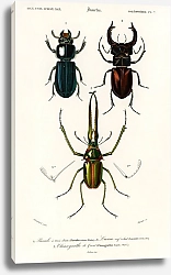 Постер Различные виды жуков 4