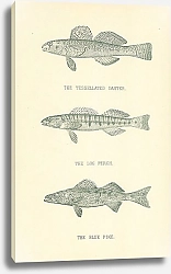 Постер The Tessellated Darter, The Log Perch, The Blue Pike