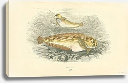 Постер Sea Snail 1