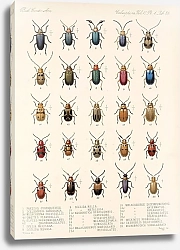Постер Годман Фредерик Insecta Coleoptera Pl 265