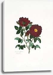 Постер Лоуренс Мэри Rosa centifolia4