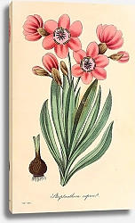 Постер Streptanthera cuprea 1