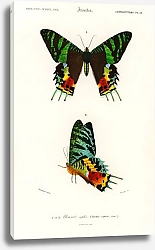 Постер Урания мадагаскарская (Urania Riphaeus)