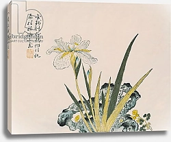 Постер Школа: Китайская The Garden as Big as a Grain of Mustard, 17th-18th century