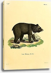 Постер Белогрудый медведь