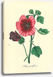 Постер Malopa Grandiflora 2