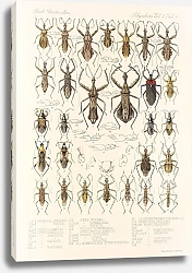 Постер Годман Фредерик Insecta Rhynchota Hemiptera-Heteroptera Pl 44