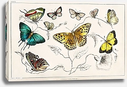 Постер Коллекция различных бабочек 1