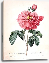 Постер Орлеанская роза