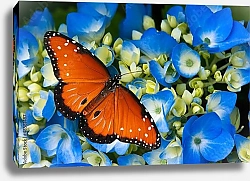 Постер Бабочка на цветке гортензии