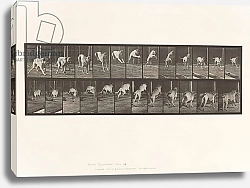 Постер Муйбридж Идвеард Plate 712. Dog; Jumping Hurdle; Mastiff, Dread, 1885
