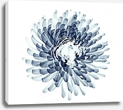 Постер Рентгеновское изображение цветка хризантемы на белом