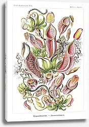 Постер Nepenthaceae–Kannenpflanzen