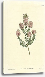 Постер Curtis Ботаника №8 1