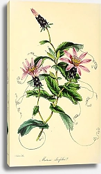 Постер Mutisia Ilicifolia