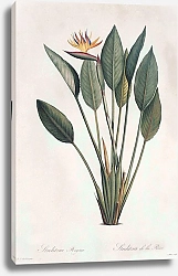 Постер Strelitzia reginae Banks in Aiton
