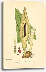 Постер English Botany №221