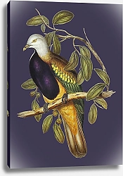Постер Великолепный фруктовый голубь