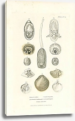 Постер Lingula anatina, Terebratula Gaudichaudii, Spirifer trigonalis, Orbicula laevigata, Grania personata