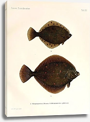 Постер Pleuronectes flesus, Pleuronectes platessa