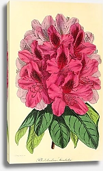 Постер Rhododendron Standishii