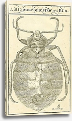 Постер Микроскопическое изображение жука