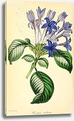 Постер Hindsia Violacea