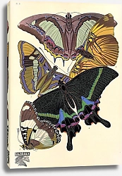 Постер Papillons by E. A. Seguy №19
