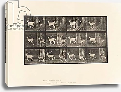 Постер Муйбридж Идвеард Plate 685. Fallow Deer; Buck and Doe; Trotting, 1885