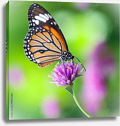 Постер Бабочка монарх на цветке клевера в поле